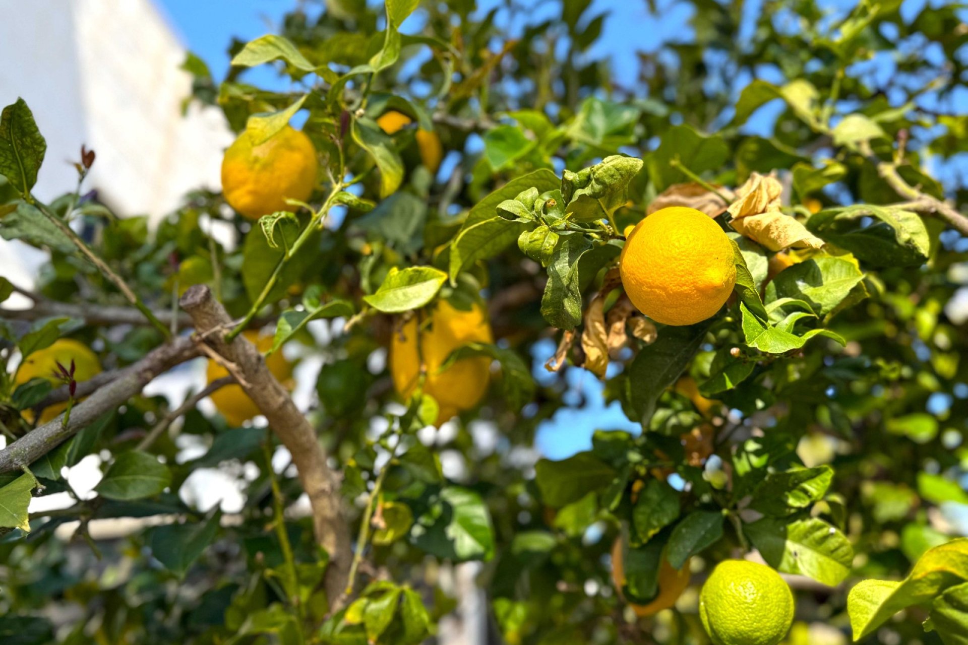 Brukte eiendommer - Villa - Orihuela Costa - Villamartin