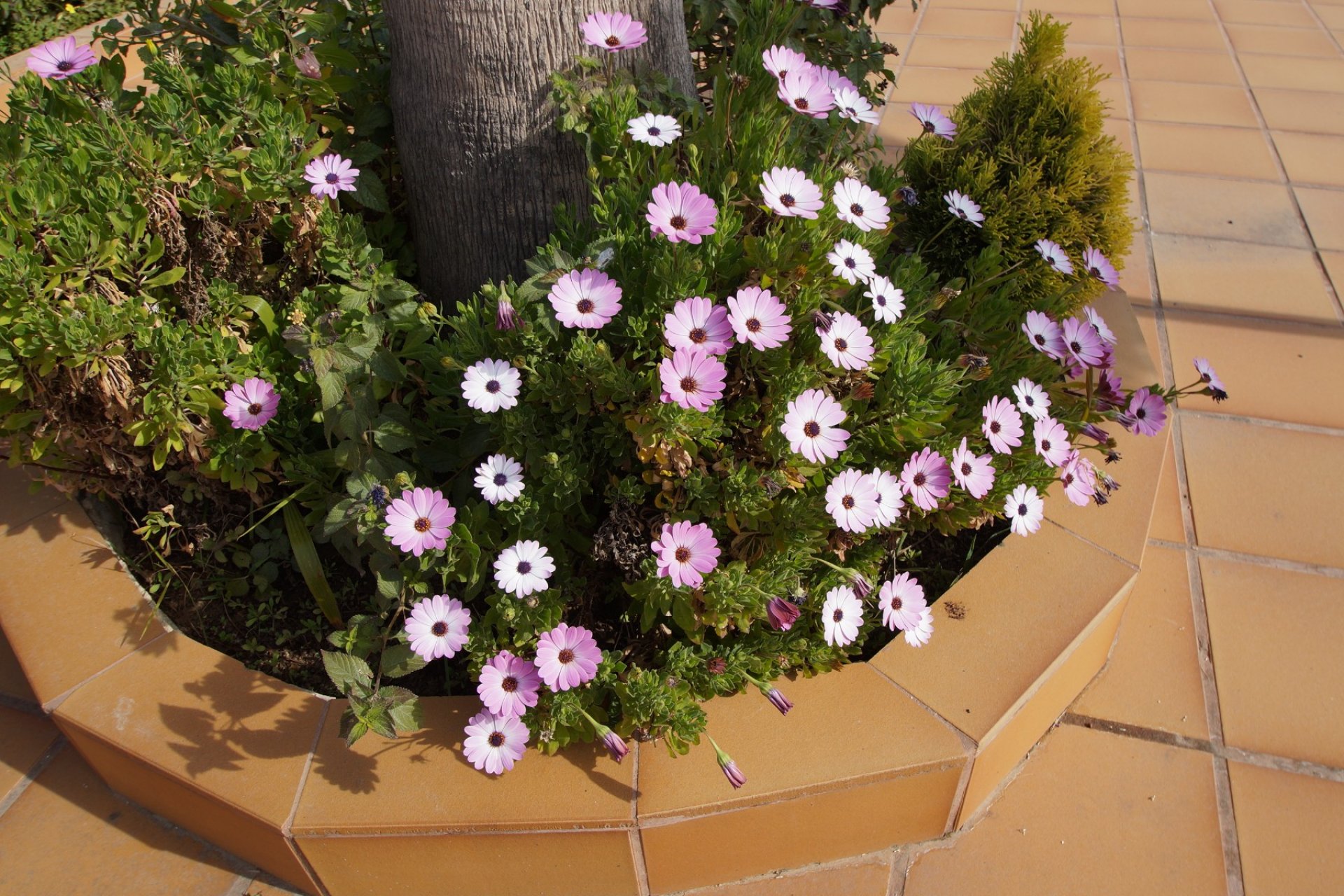 Resale -  - Rojales - 