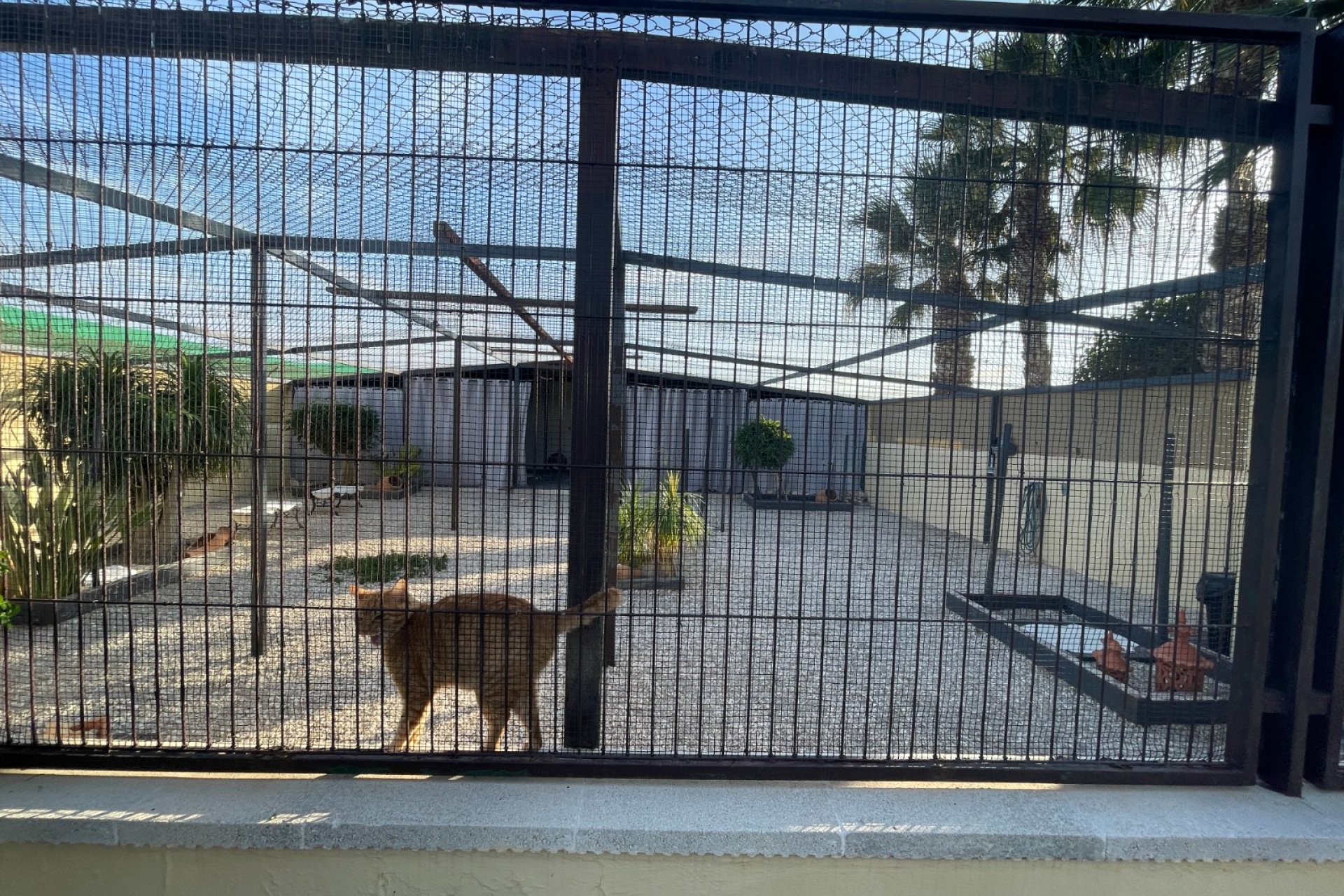 Verkauf - Finca / Country Property - Elche - Las Bayas