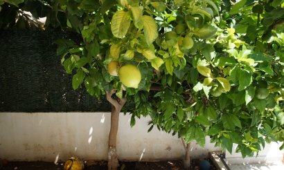 Resale - Villa - Guardamar del Segura