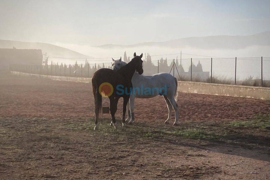 Resale - Country house - Torre Del Rico