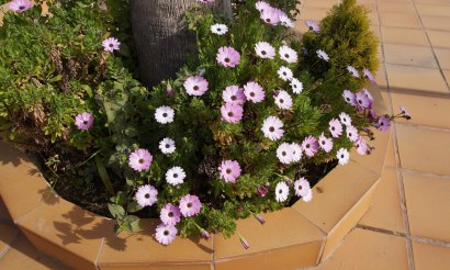 Resale -  - Rojales - 