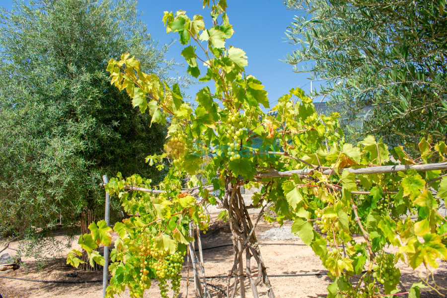 Använda fastigheter - Villa - Orihuela Costa - Mil Palmeras